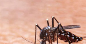 Roche é autorizado a testar método de diagnóstico da zika